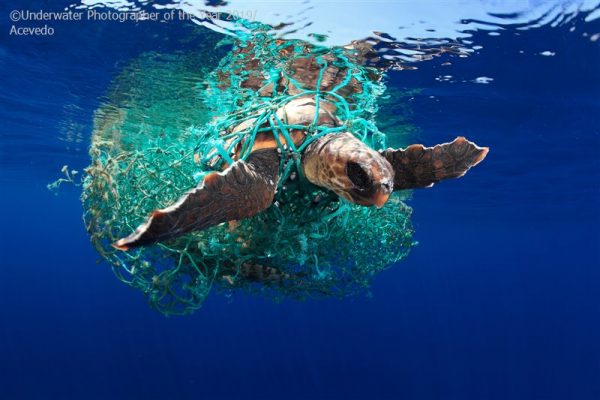 The Underwater Photographer of the Year 2019 results are in, and we're bringing you a look at this list of images shedding light on the darkest of the deep.