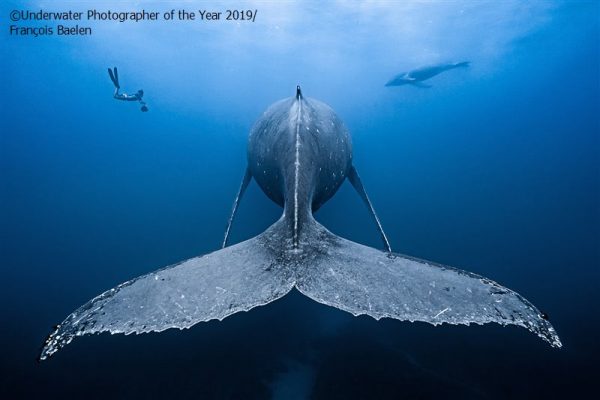 The Underwater Photographer of the Year 2019 results are in, and we're bringing you a look at this list of images shedding light on the darkest of the deep.