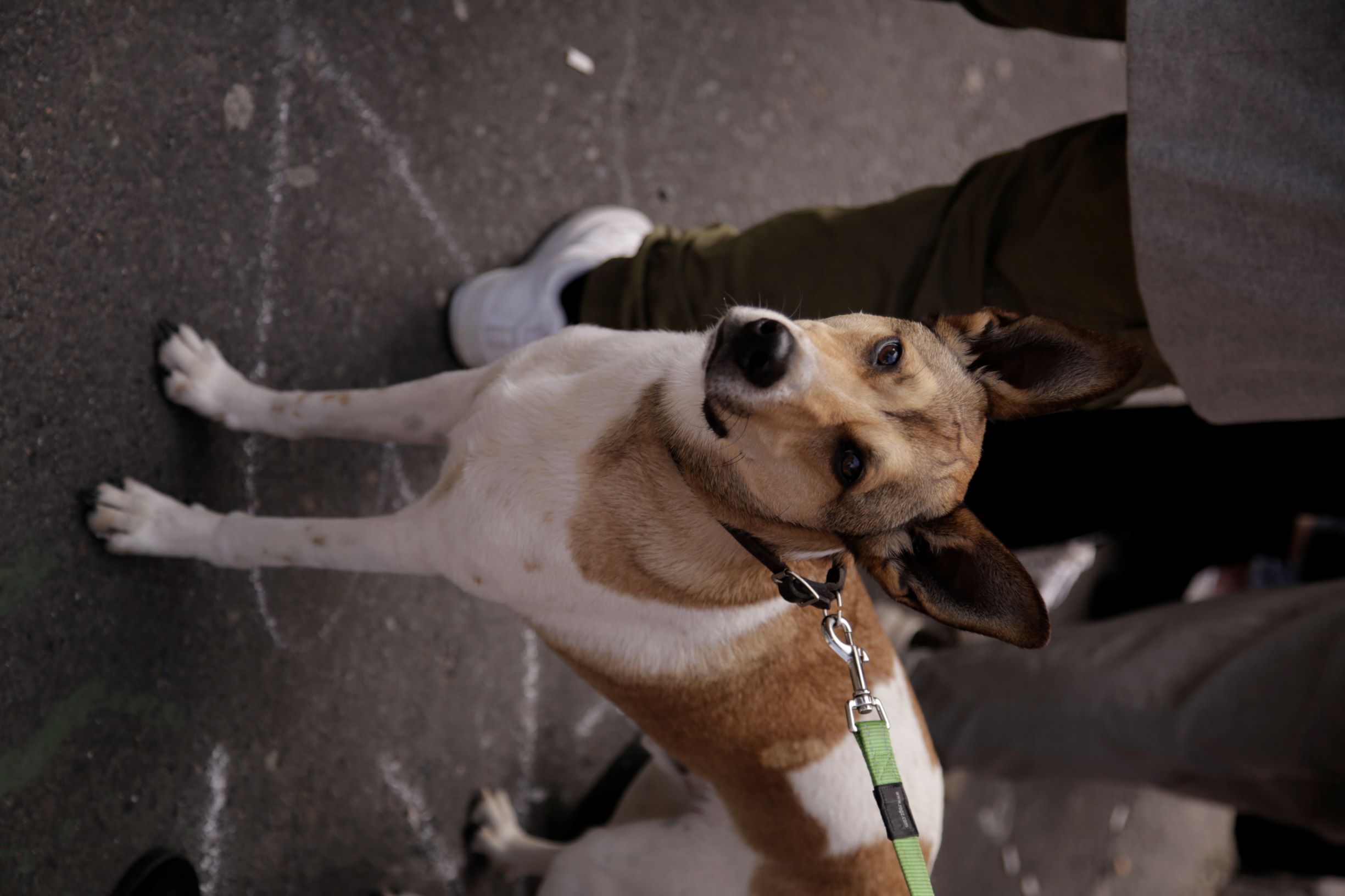 closeup of dog at the raptor room