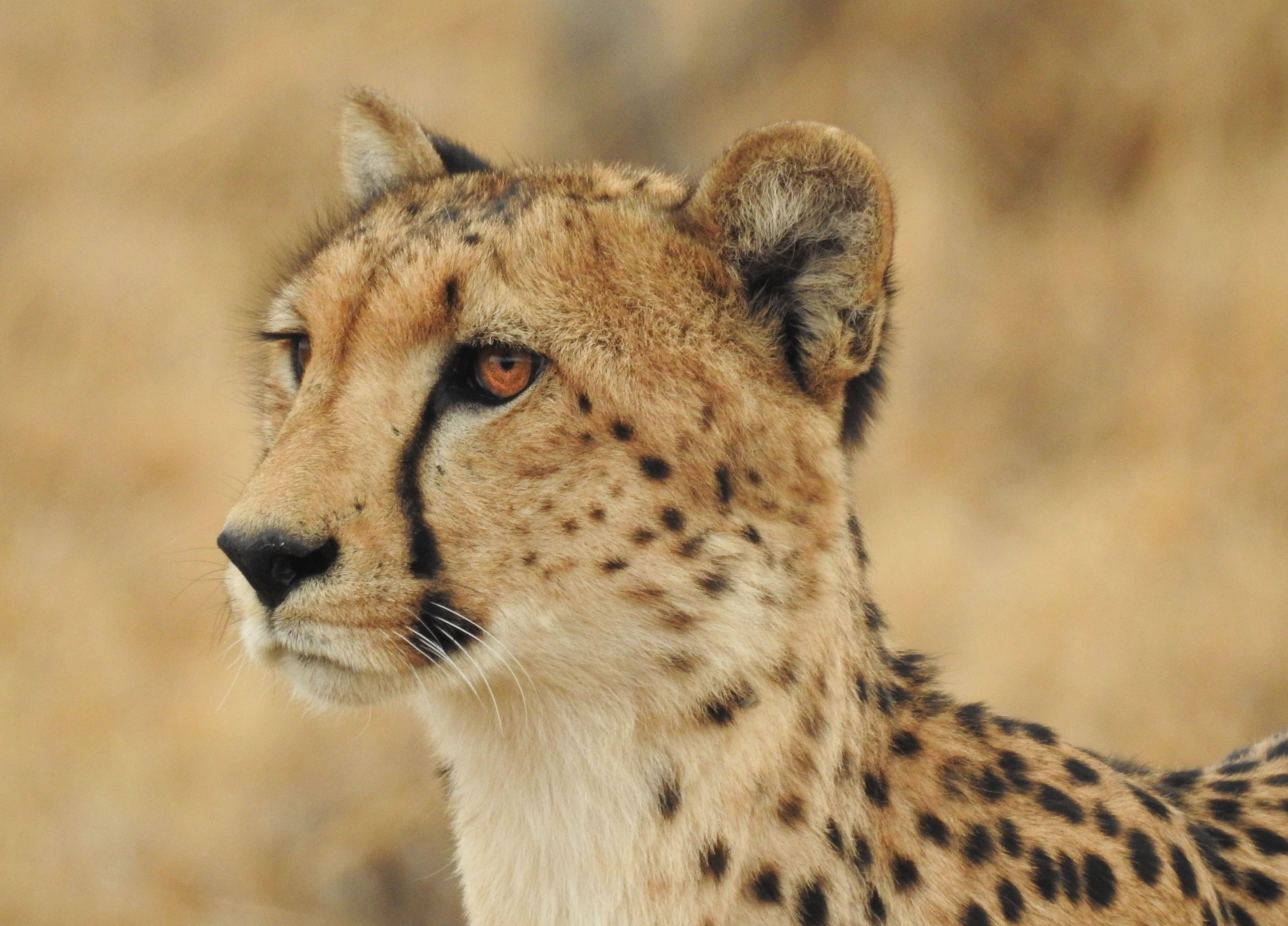 cheetah rewilding