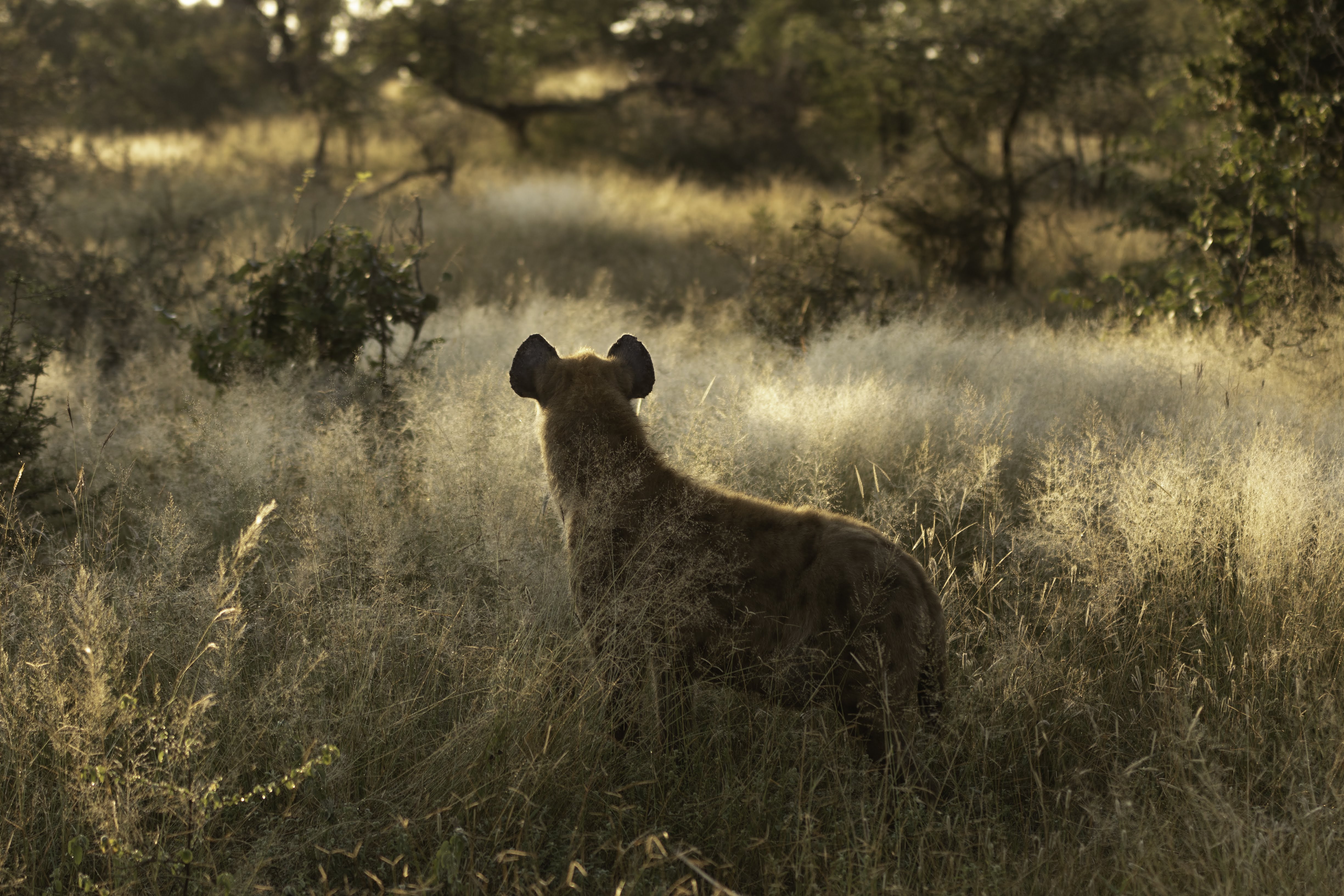 hyena rewilding