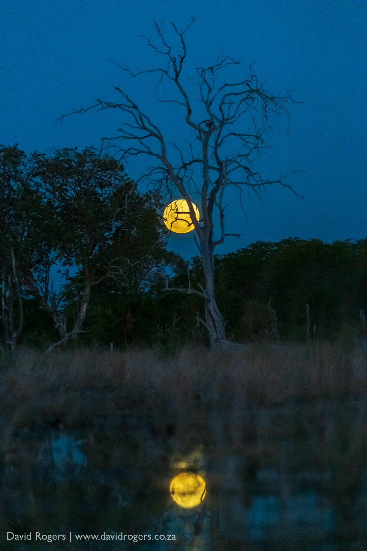 moon shot on the Sigma 60-600mm f/4.5-6.3 DG OS HSM Sports lens