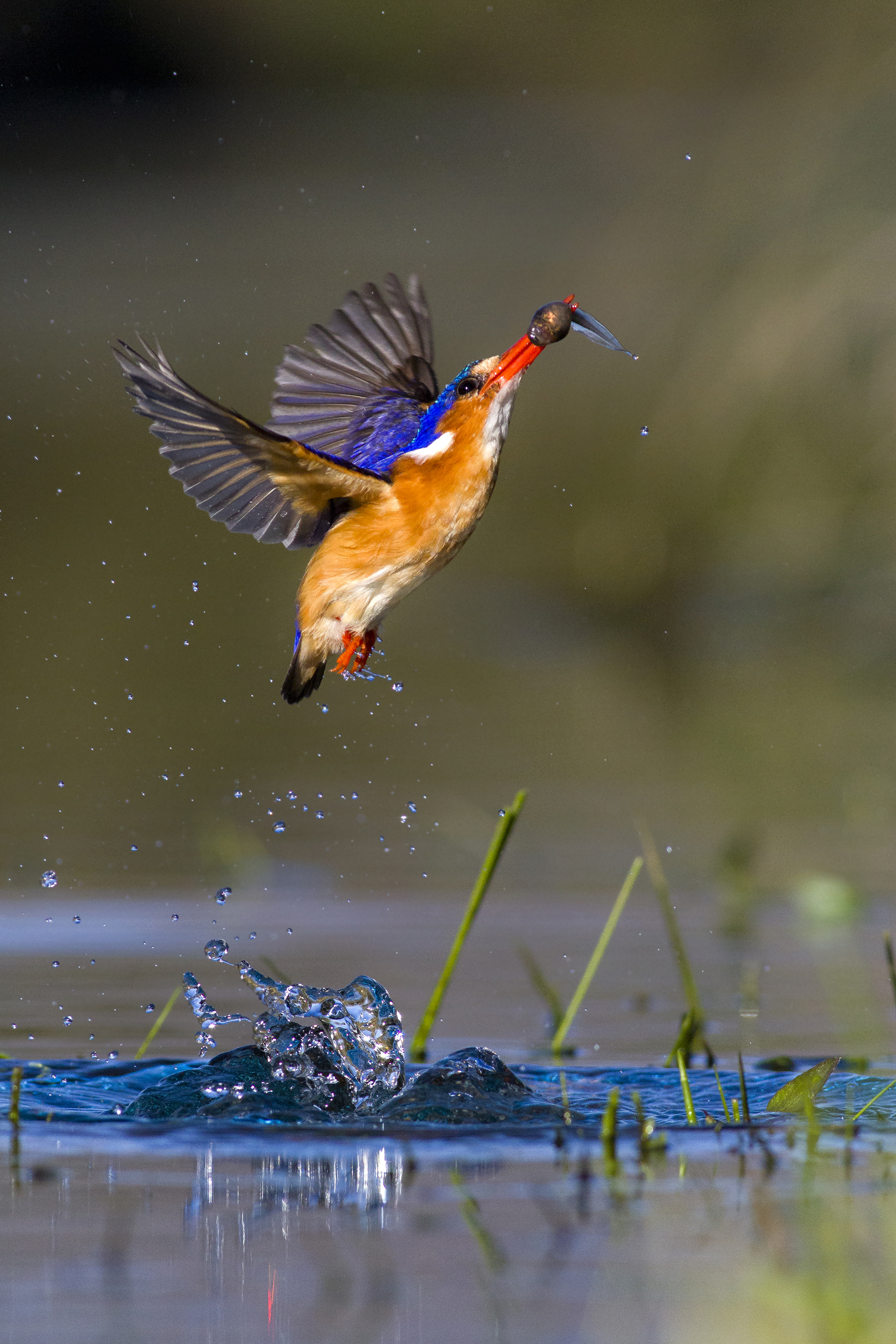 your best birding images professional category winner