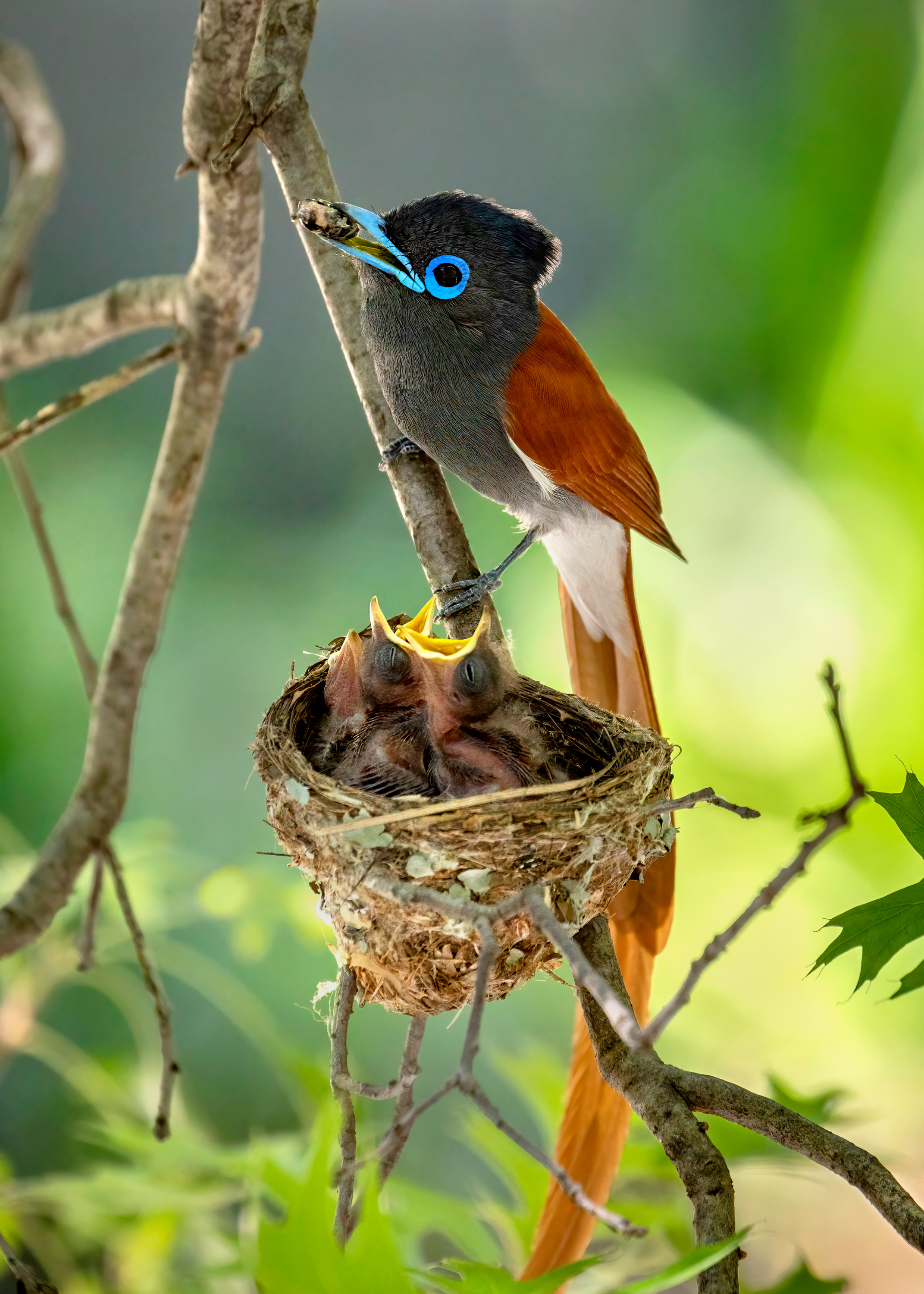 your best birding images amateur category winner