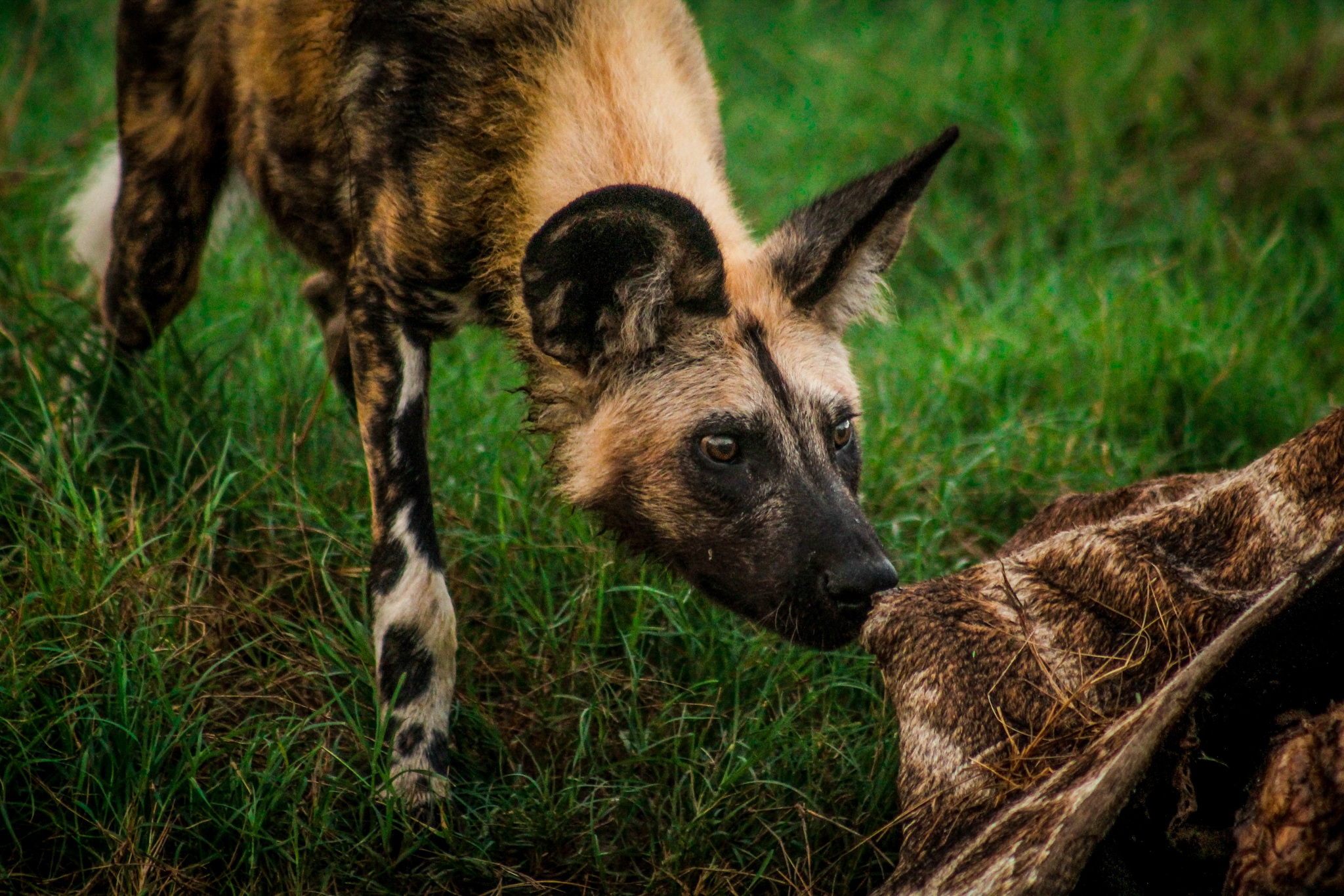 wildlife photography tips