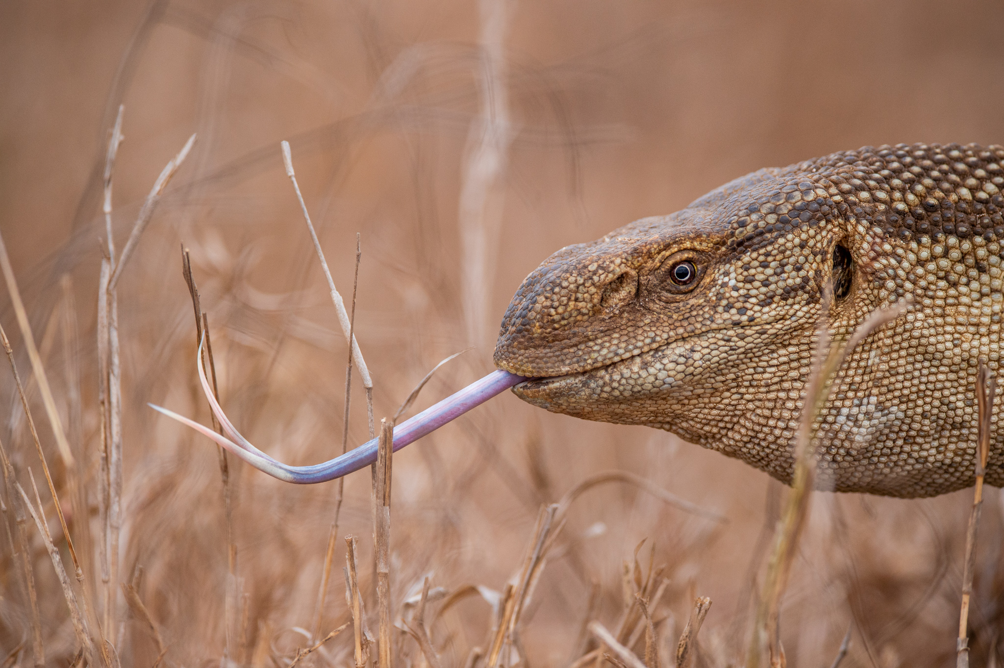 wildlife photography tips