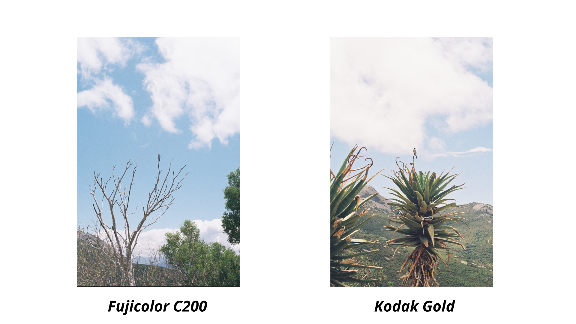 fujicolor c200 vs kodak gold 200