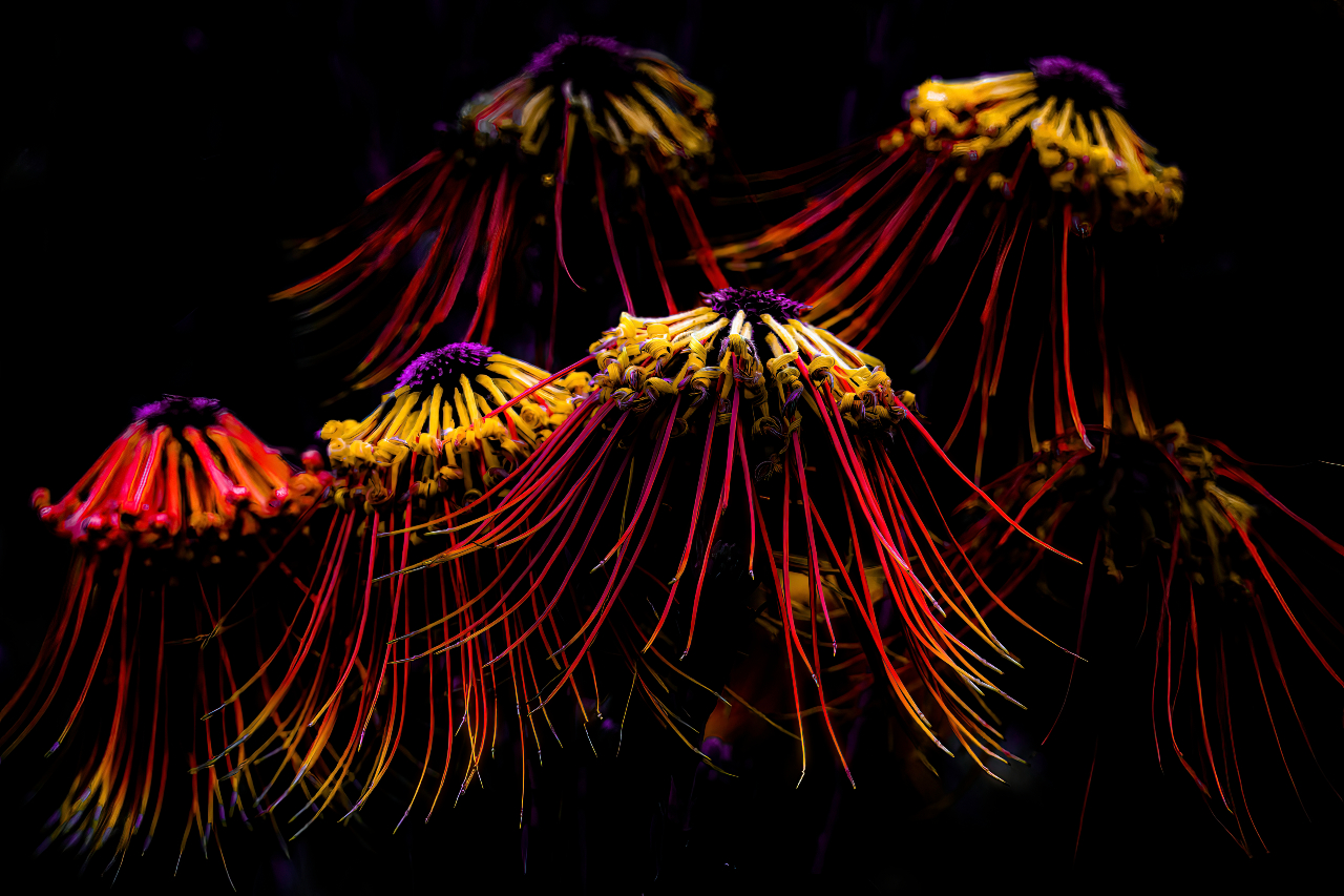 Floristic Fireworks