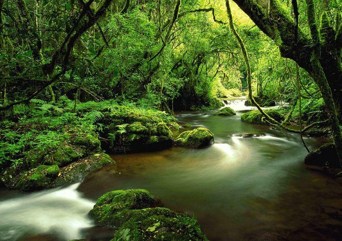 Knysna Forest