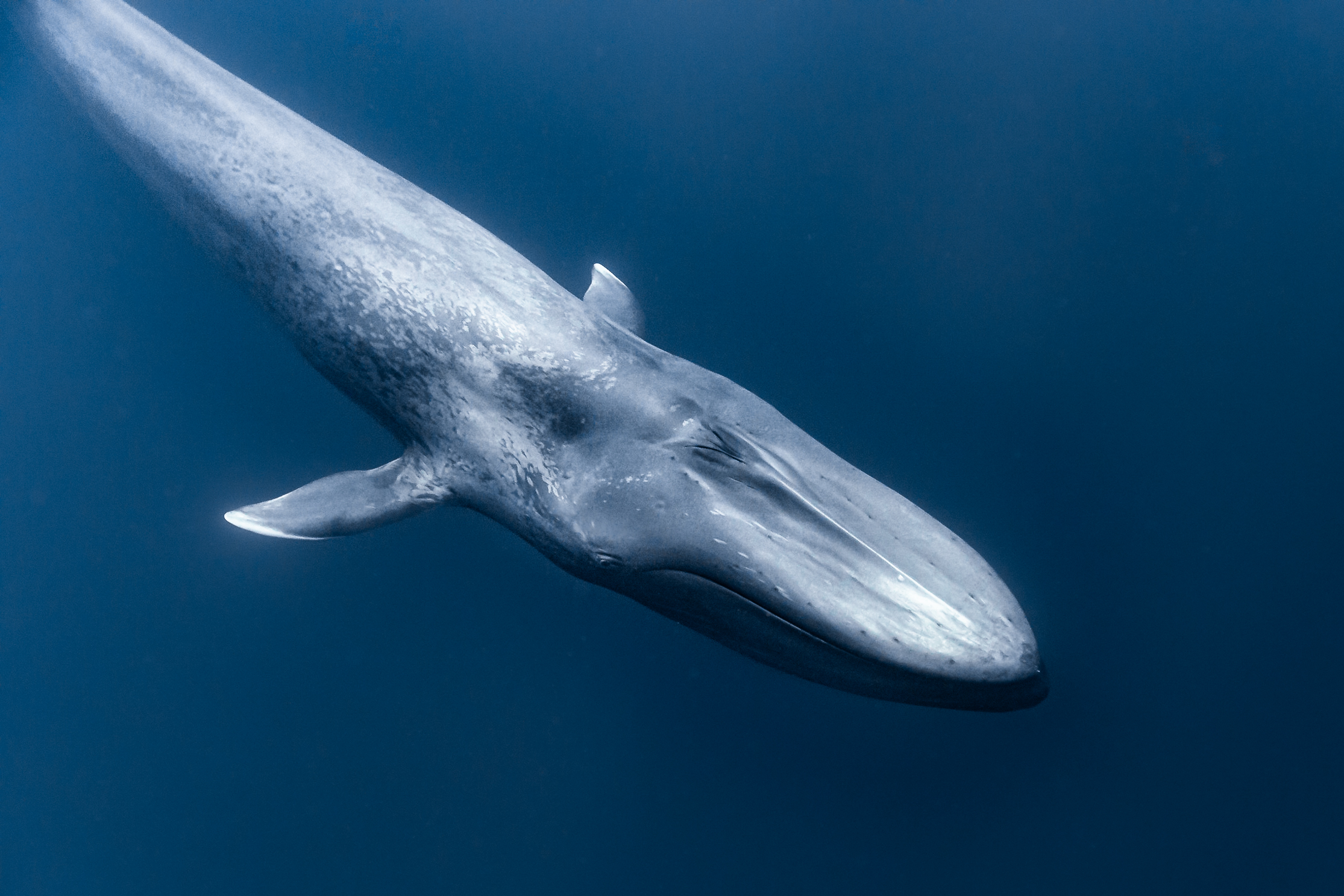 Blue Whale