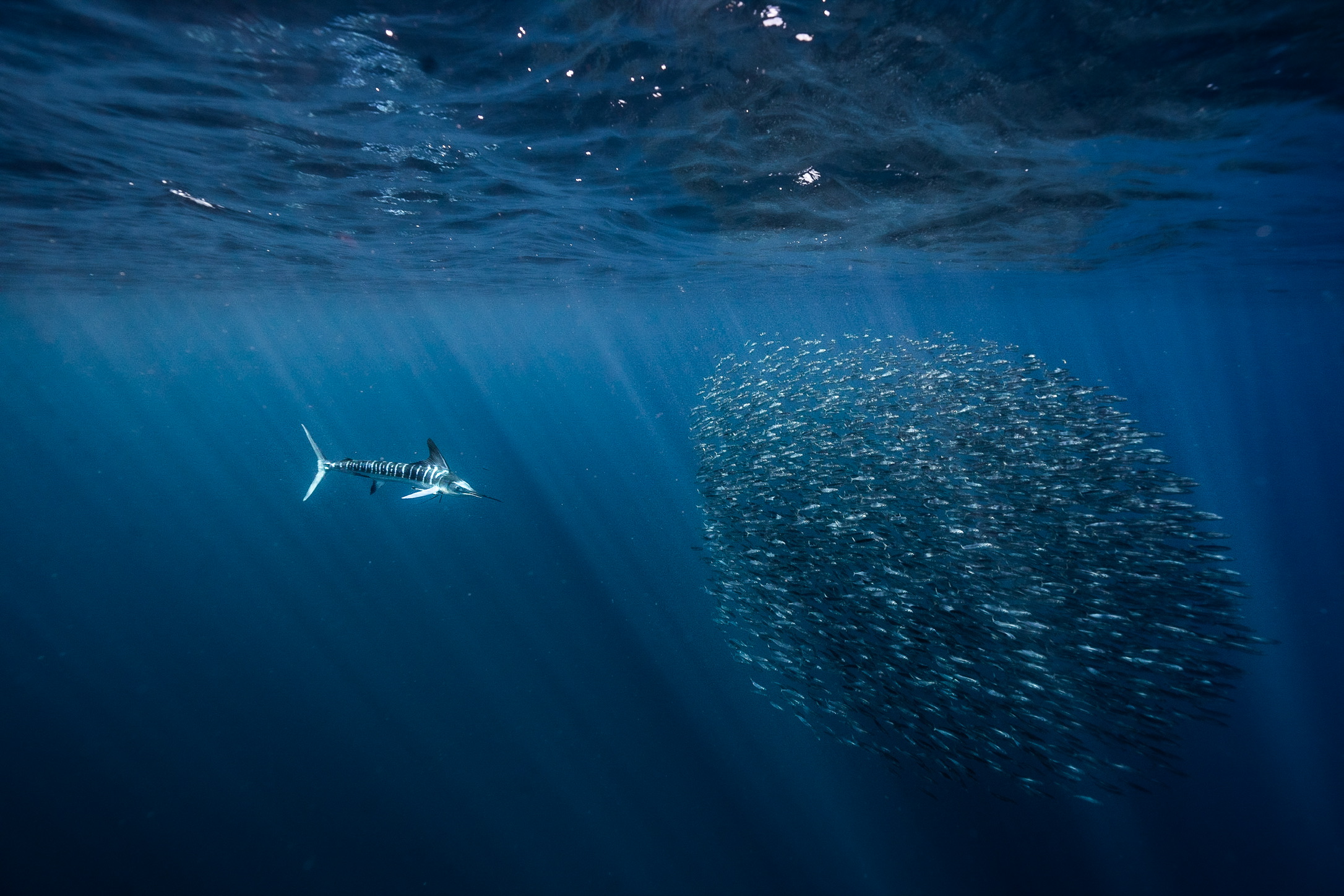 Pier Nirandara - underwater photographer