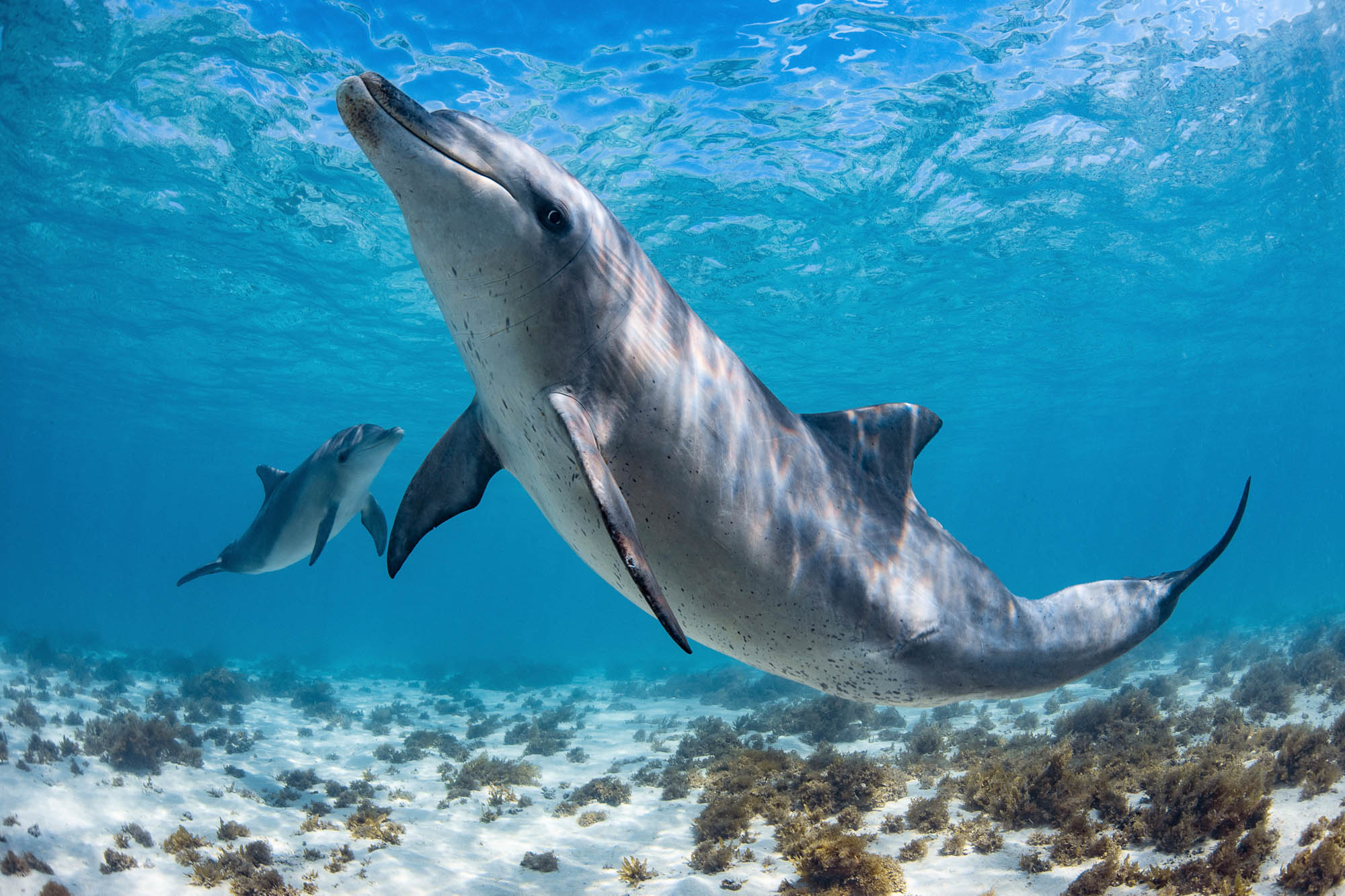 Into The Deep Blue Sea With Underwater Photographer Brooke Pyke