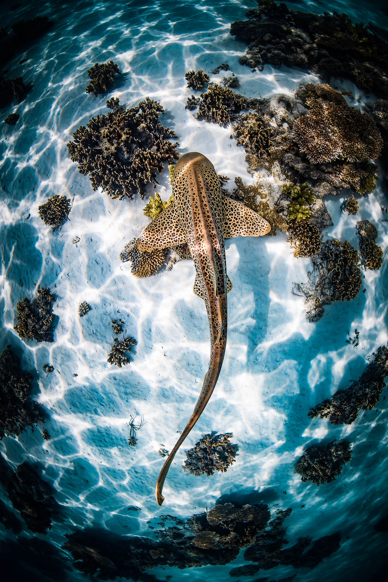 underwater photography