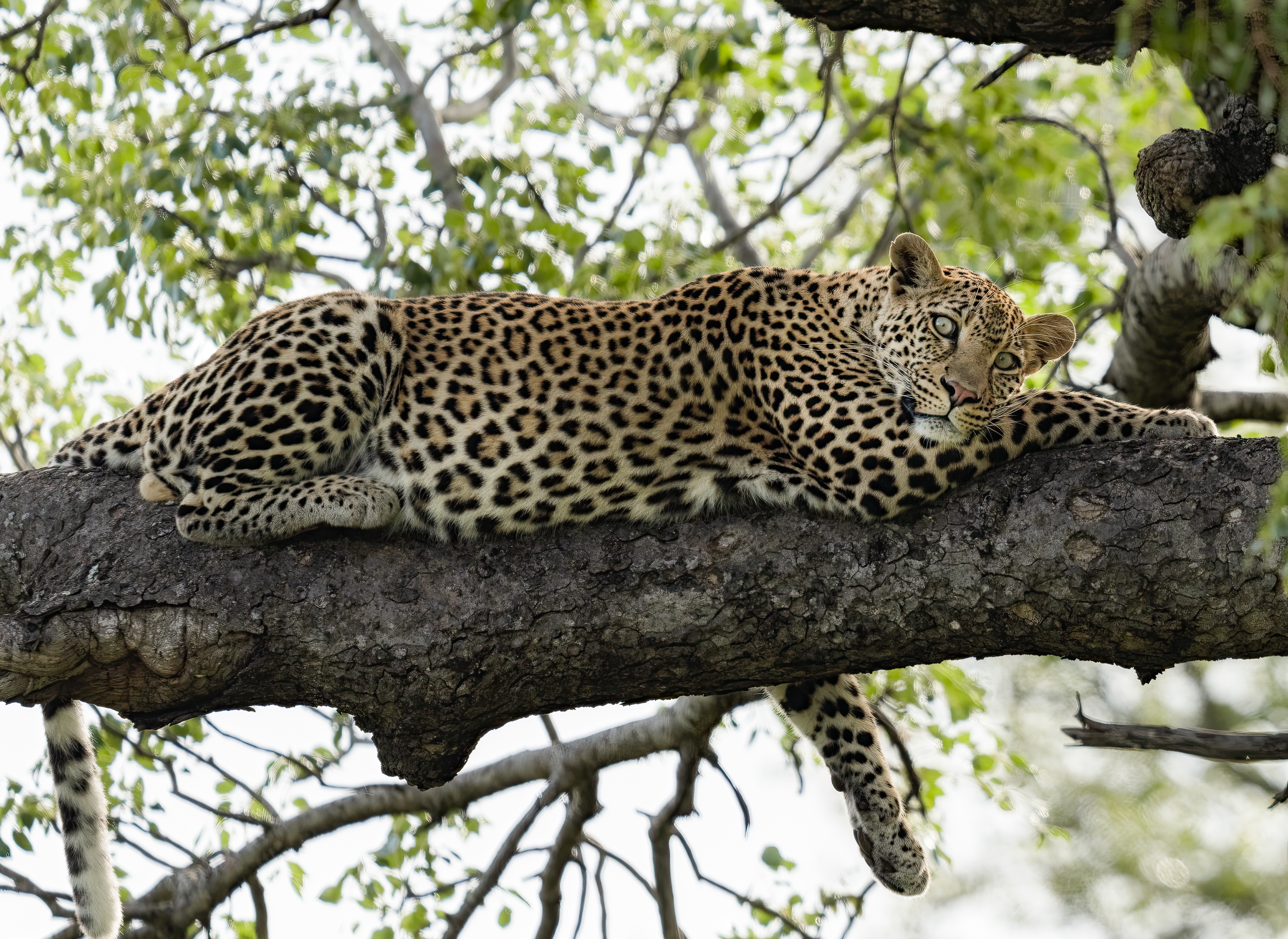 leopard lying in a tree