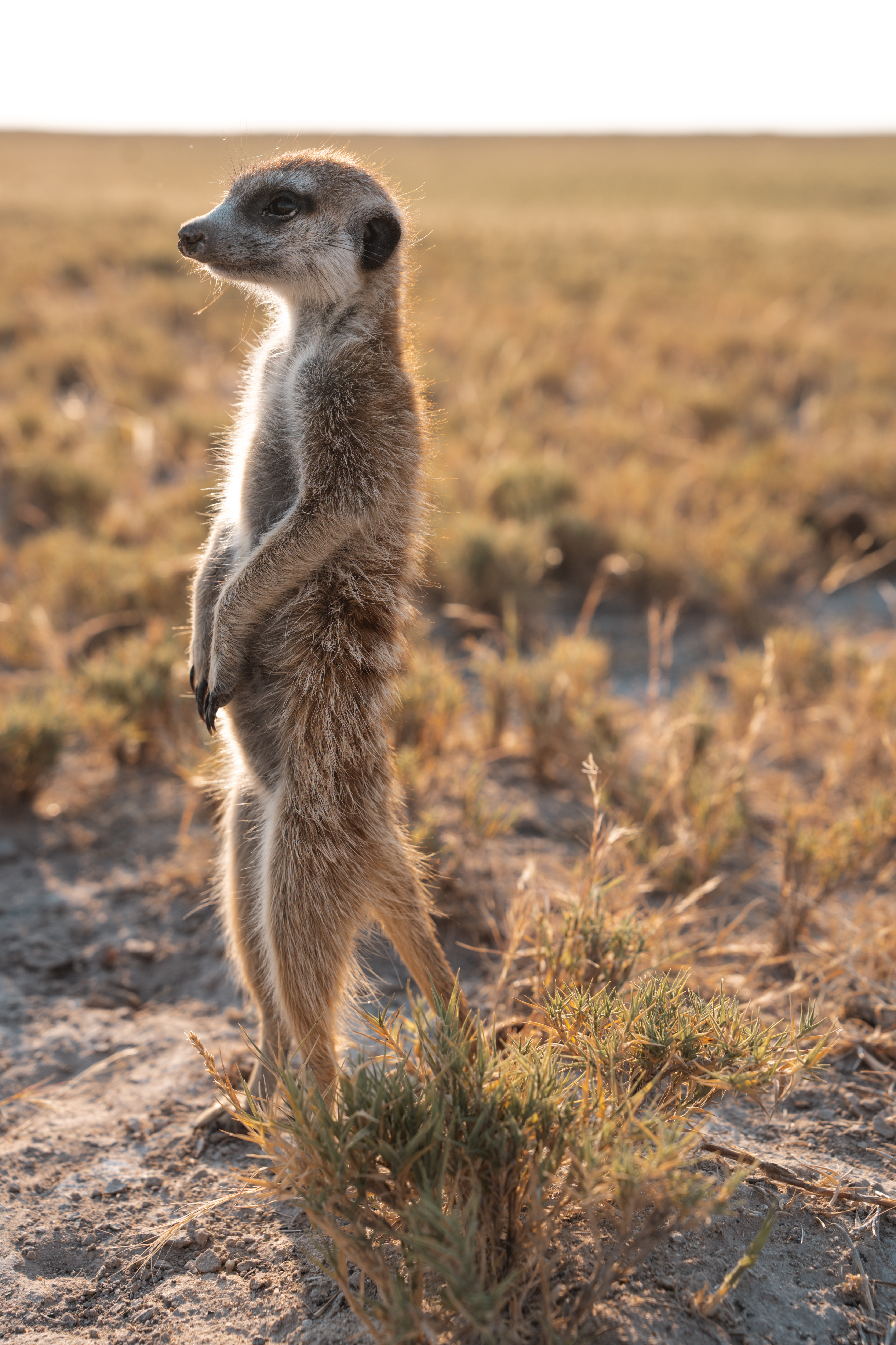 Meerkat