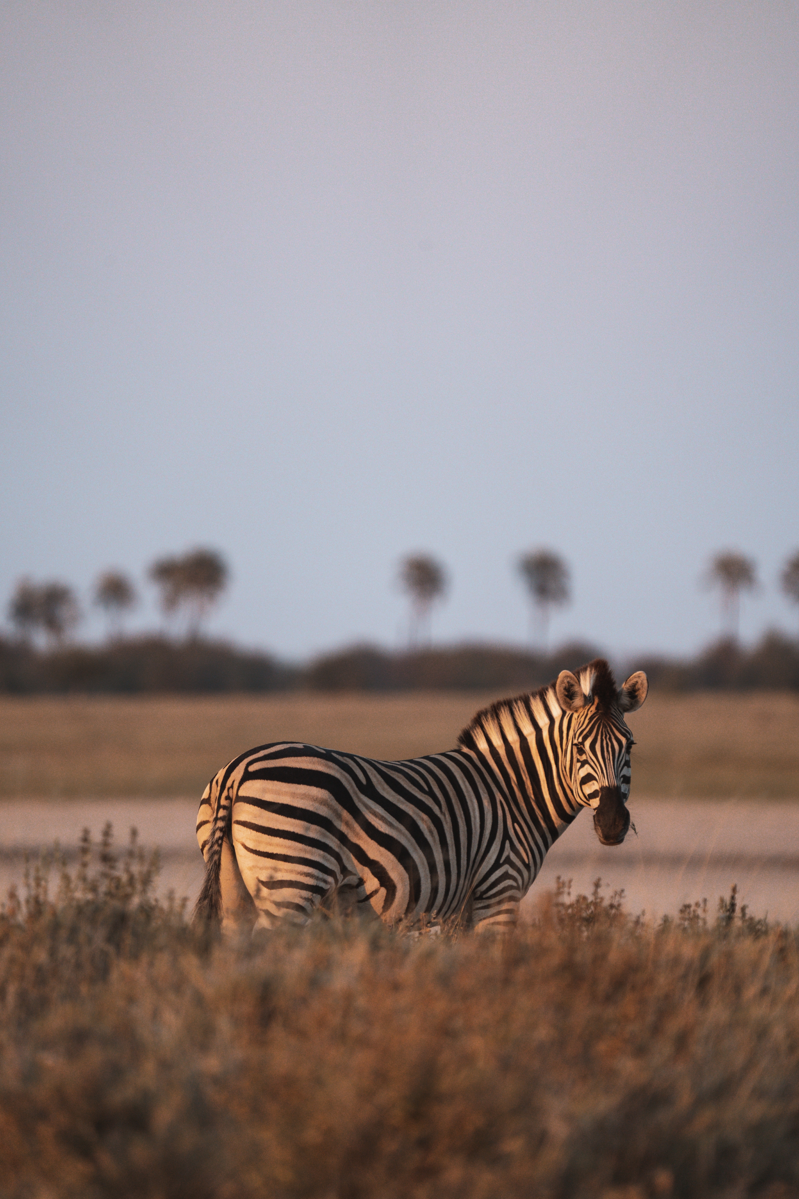 Zebra