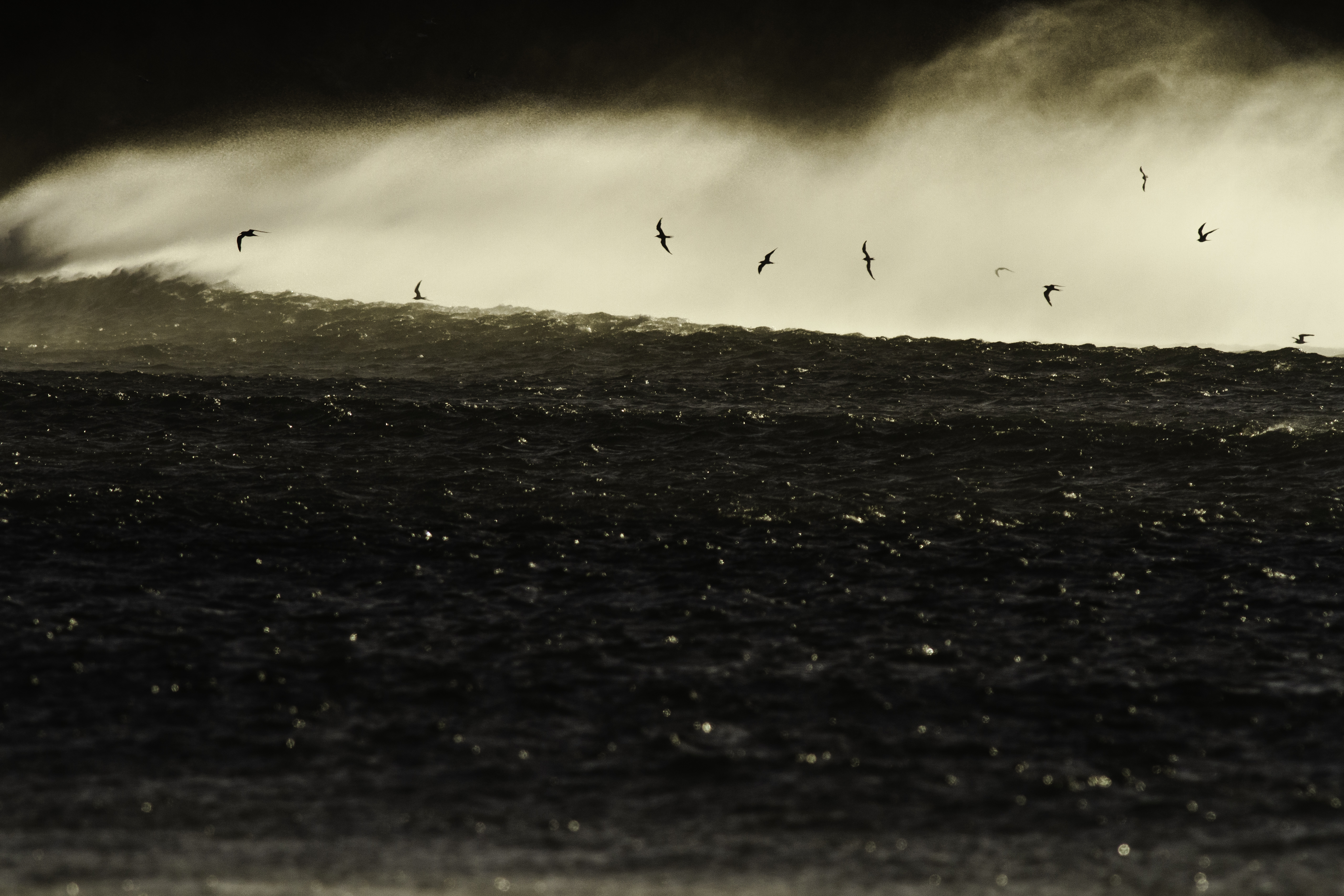 South African Photographer of The Year