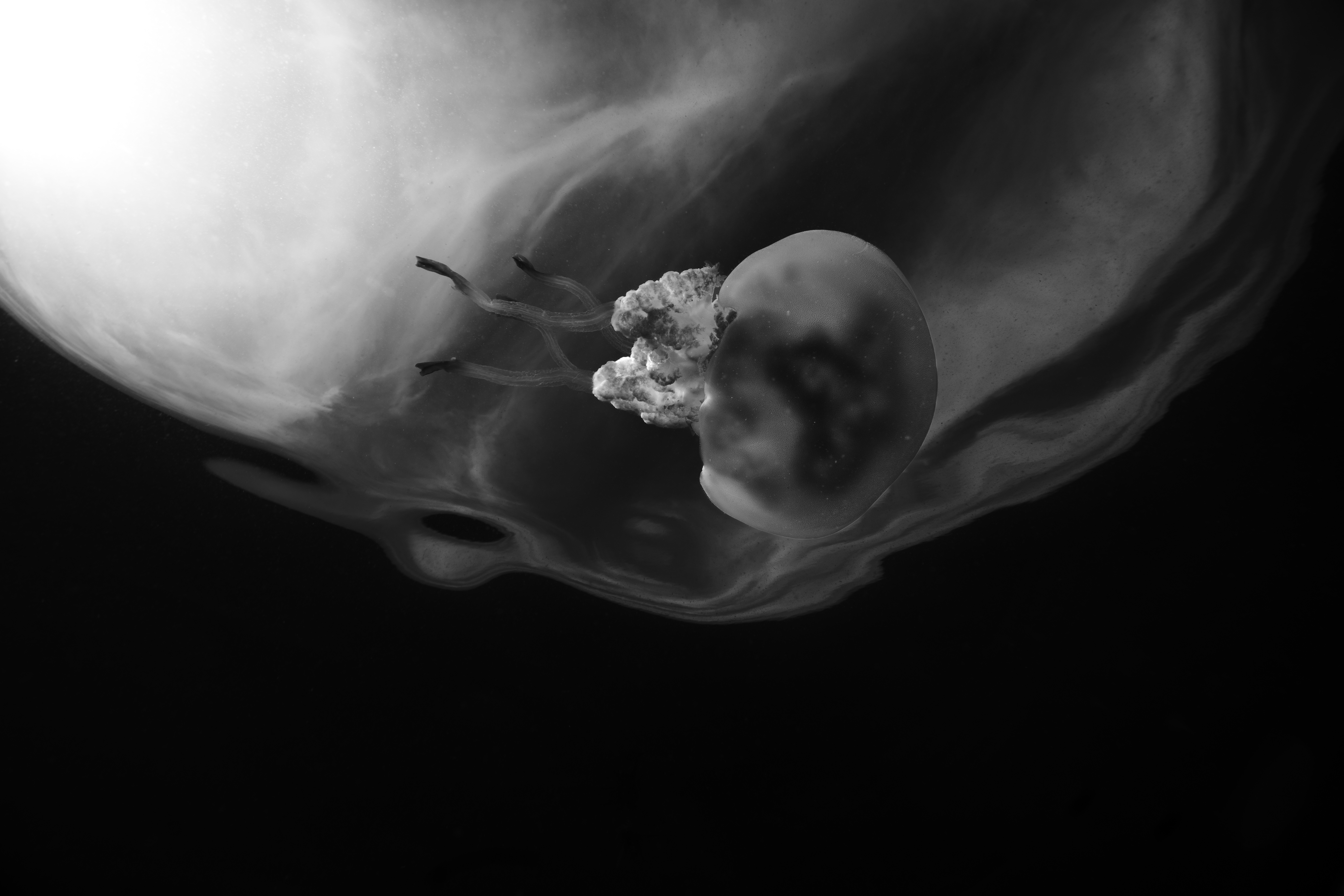 South African Photographer of The Year