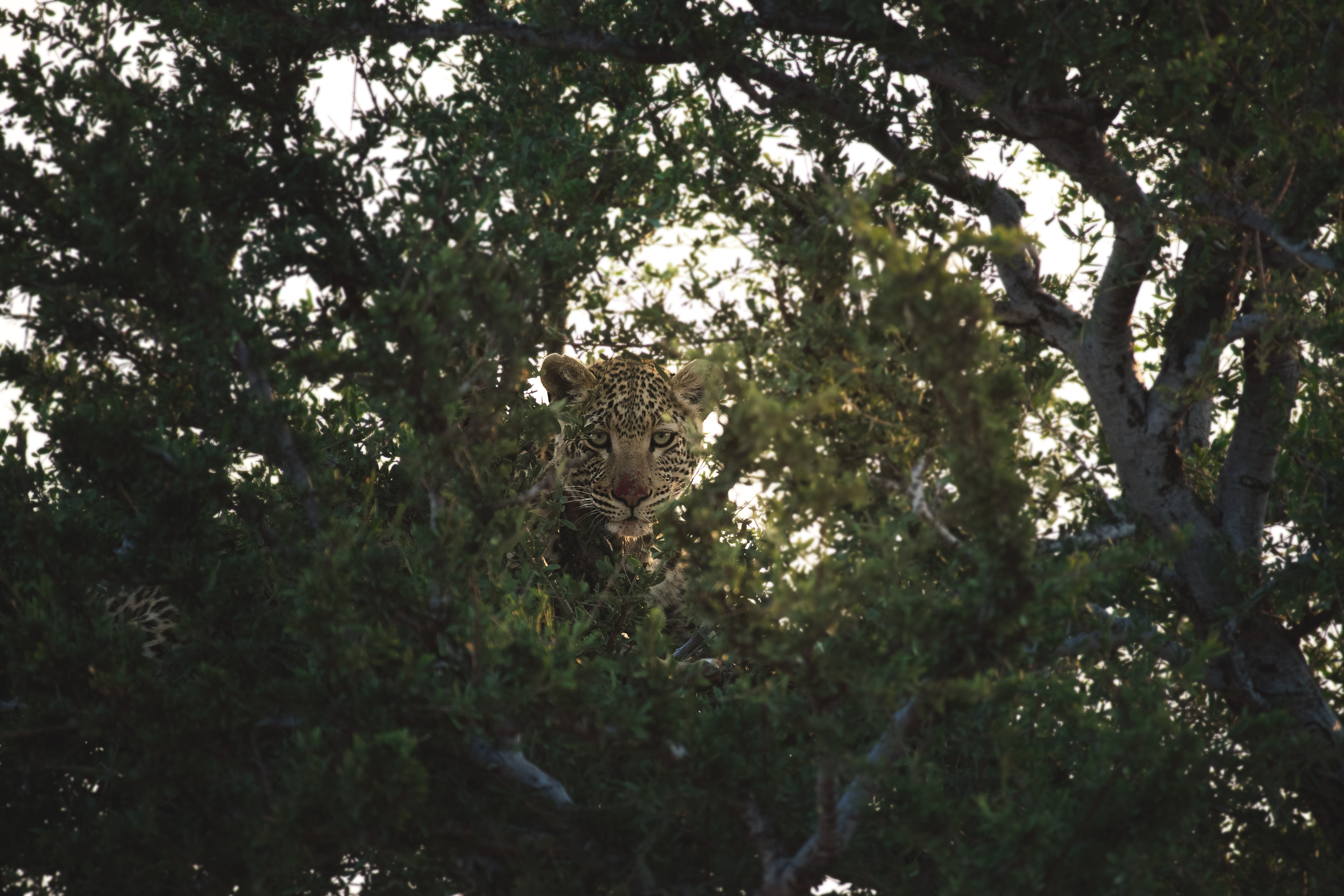 Lost in the Wild with filmmaker and photographer Naudé Heunis