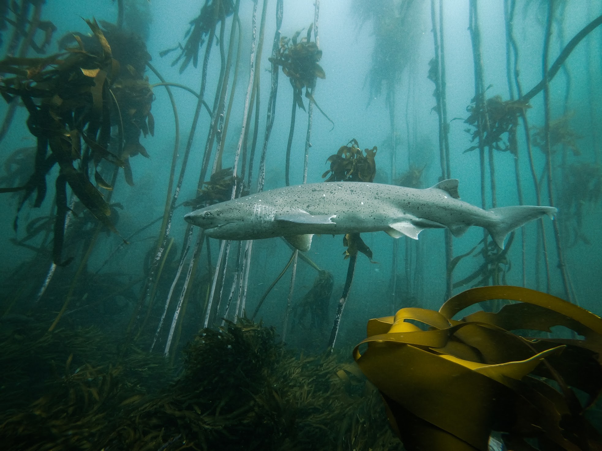 shark in kelp forest