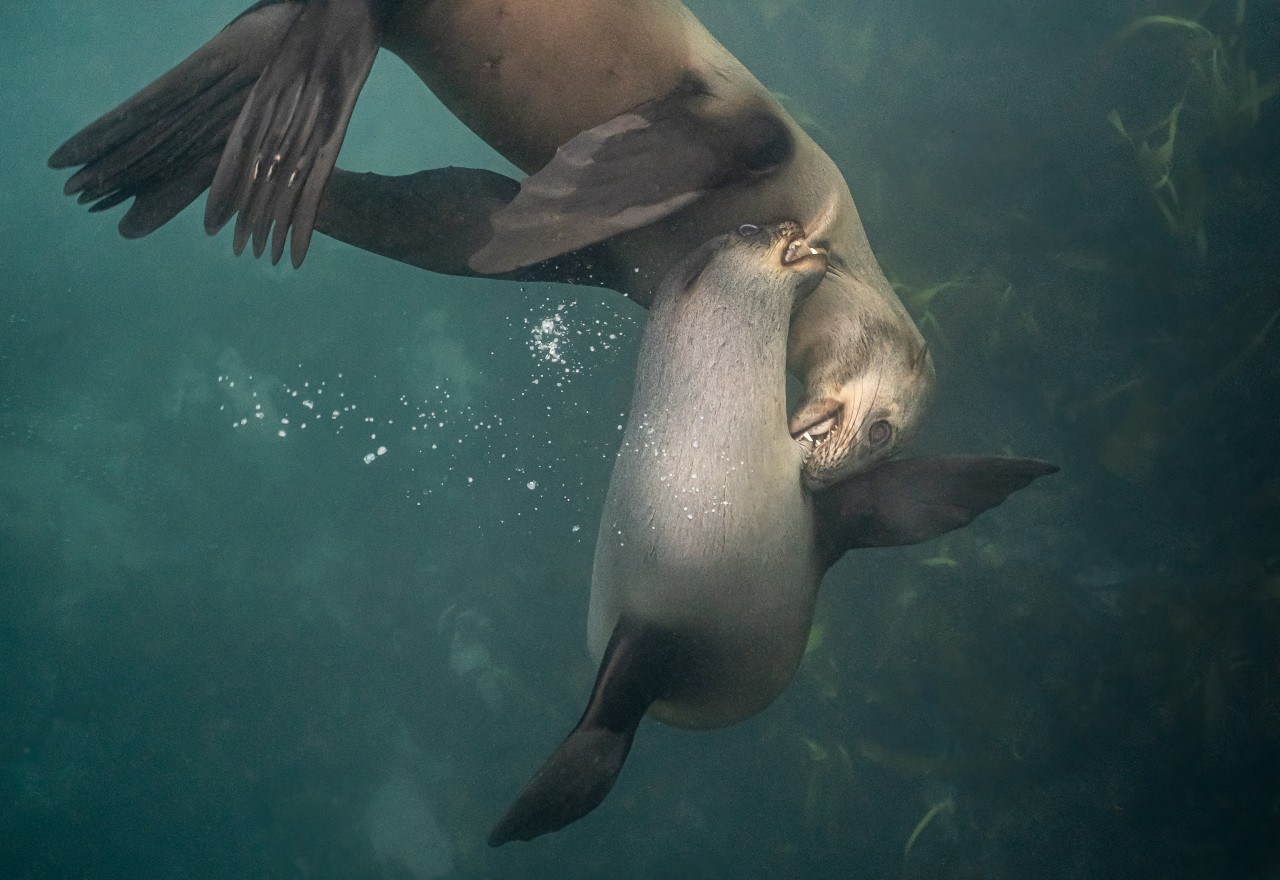 South African Photographer of the Year