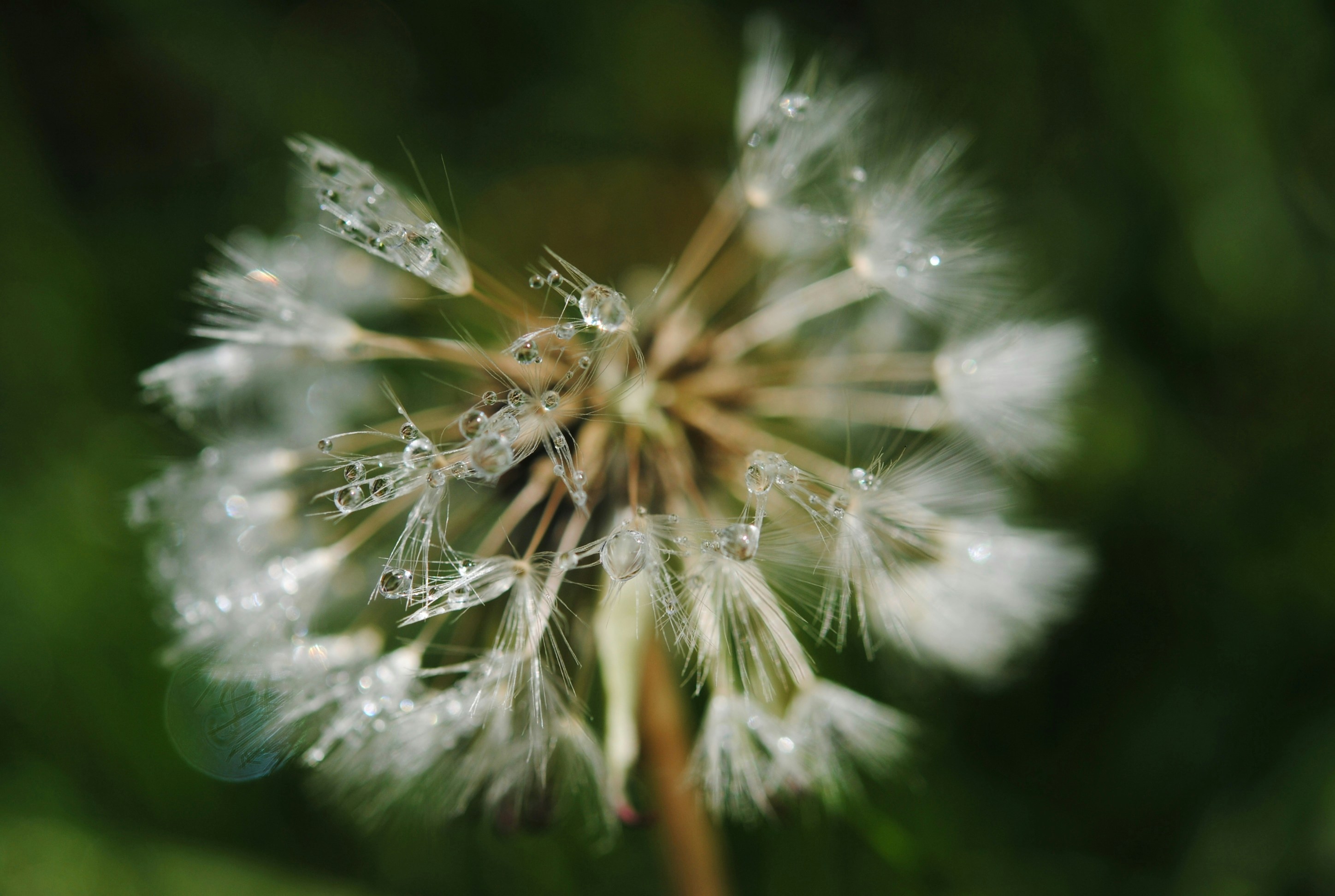 Orms X Canon: Wonders Through Focus