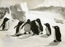 Penguin Bouya Lulu to Kiki