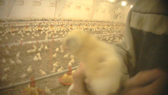 Śledztwo na fermie kurczaków