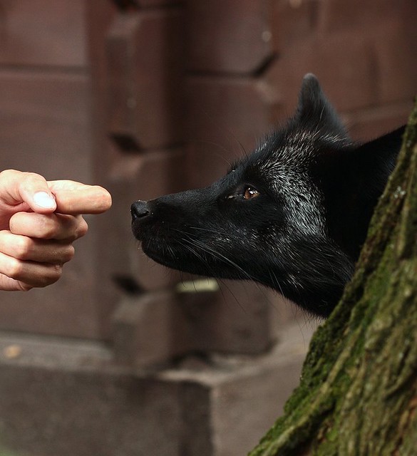 Diverse Sklepem Wolnym Od Futer!