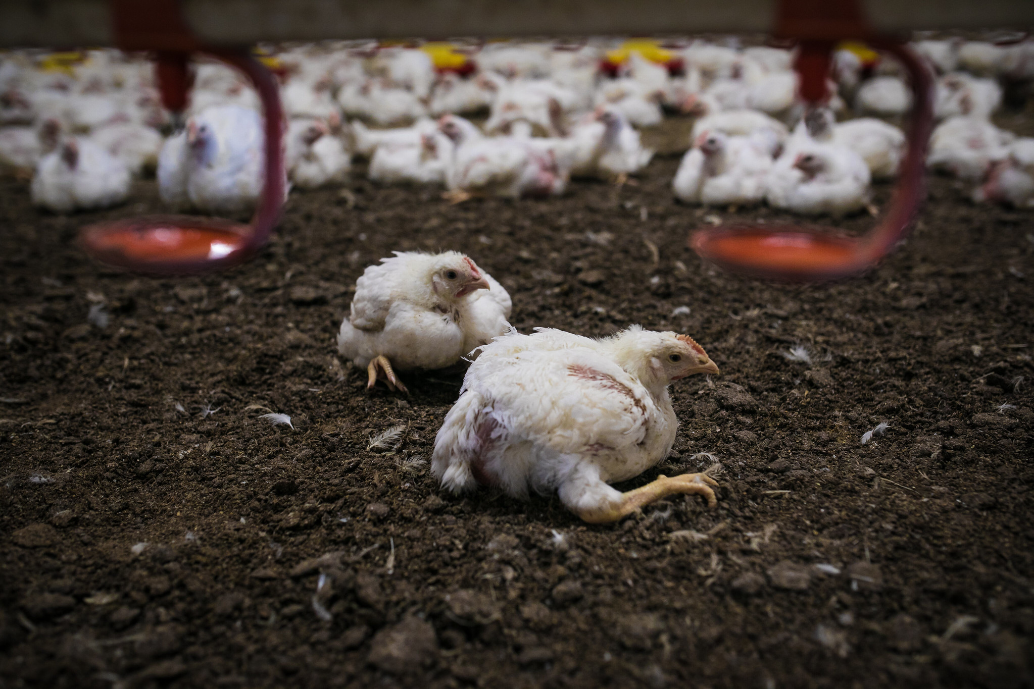 Ferma brojlerów 2019. Fot. Andrew Skowron