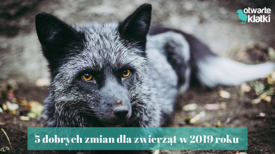 5 dobrych zmian dla zwierząt w 2019 roku