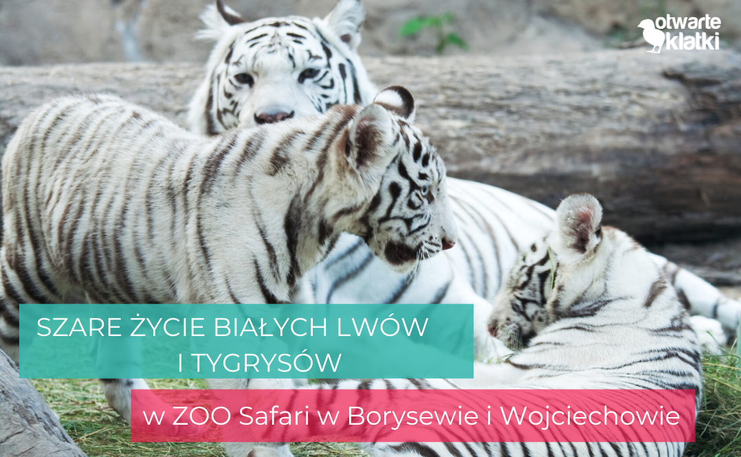 Szare życie białych lwów i tygrysów w ZOO Safari w Borysewie i Wojciechowie - Otwarte Klatki