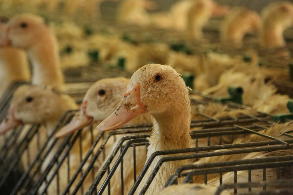 foie gras