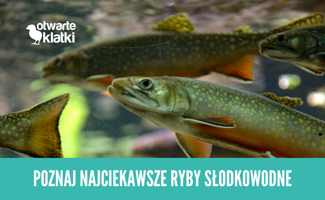 Najciekawsze Ryby Słodkowodne Otwarte Klatki 3728