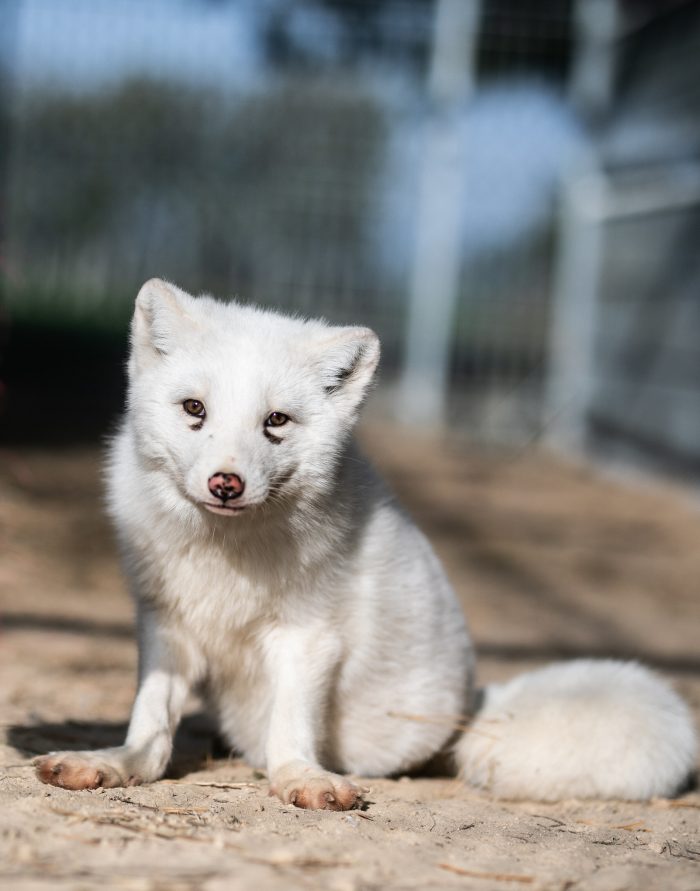 In Their Fur: The Lives of Foxes Saved From Fur Farms