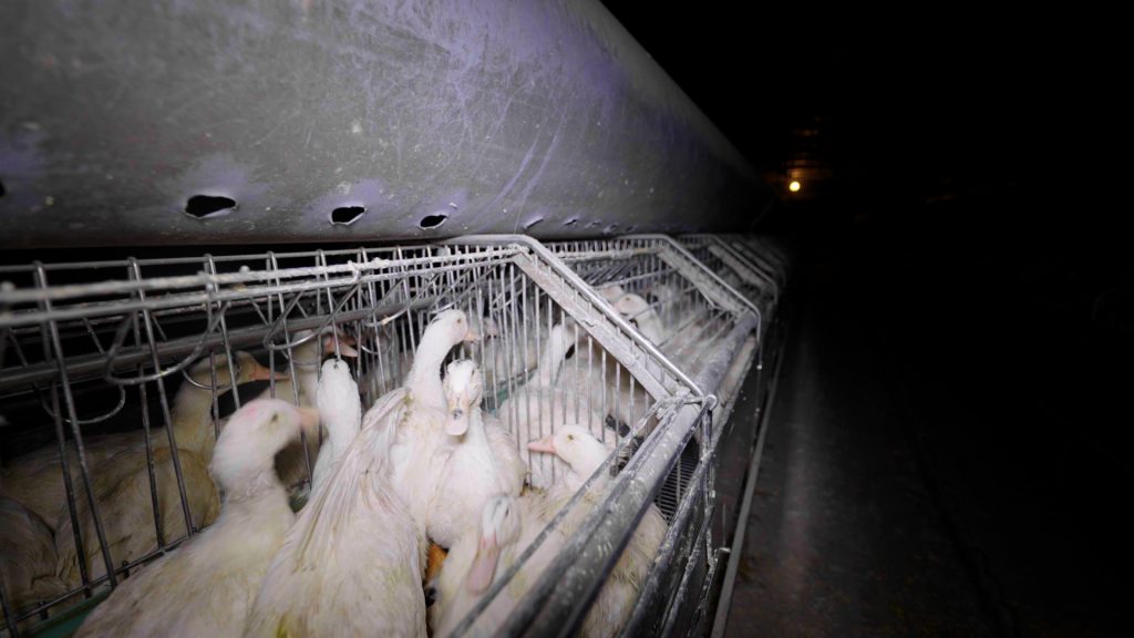 Newly-Released Images Expose Force-Feeding on French Foie Gras Farms