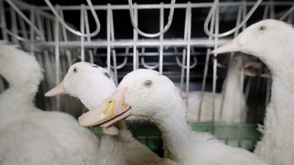 Foie gras: 'Sadistic' footage from French farm sparks fresh calls for a ban