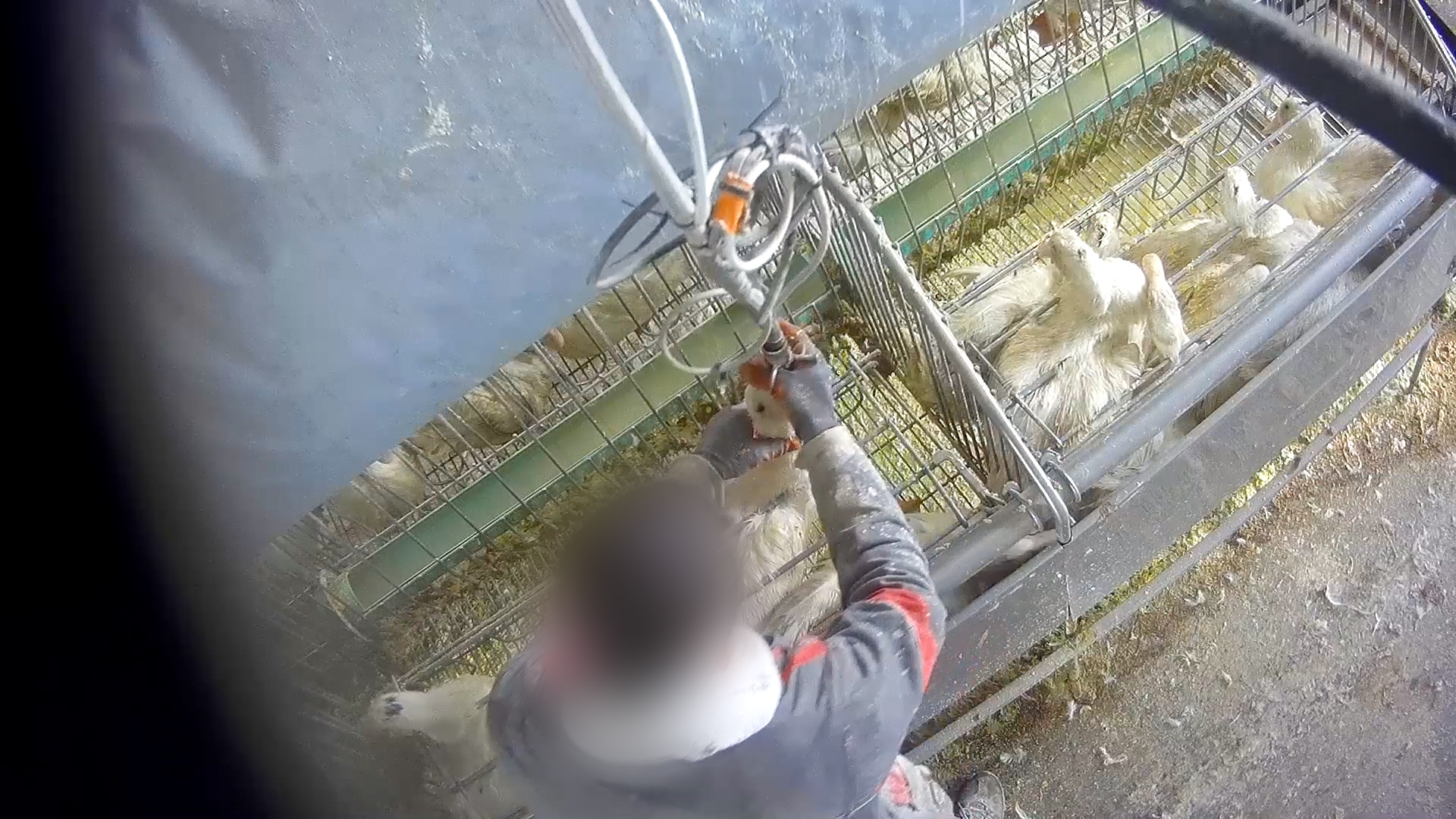 Newly-Released Images Expose Force-Feeding on French Foie Gras Farms