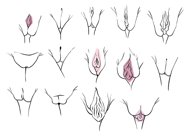 Erinäköisiä piirrettyjä vaginoita