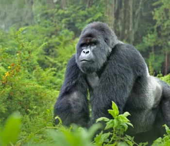 Again, gorilla sighted in Cross River community