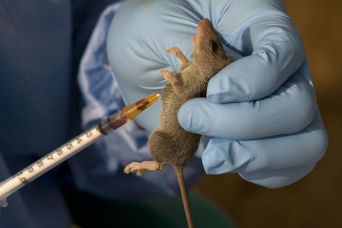 NCDC confirms 11 new Lassa fever cases, death toll rises to 155