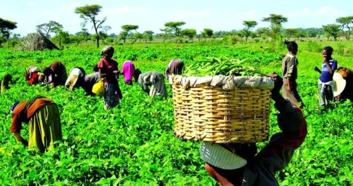 Why farmers can’t produce, sell at lower prices – Farmers Association