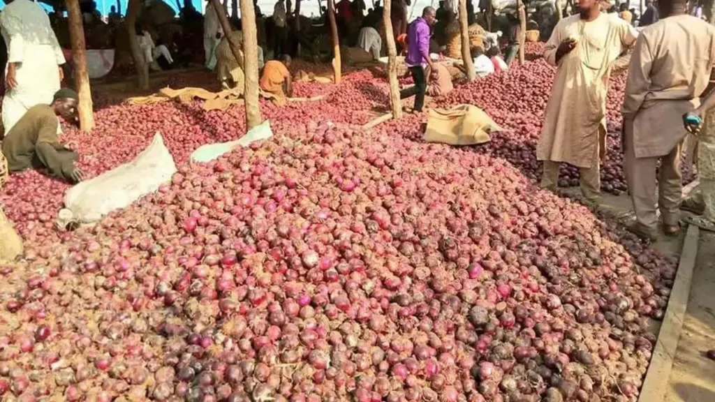 Onion farmers lose N1bn to substandard seeds in Jigawa 