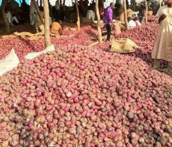Onion farmers lose N1bn to substandard seeds in Jigawa 
