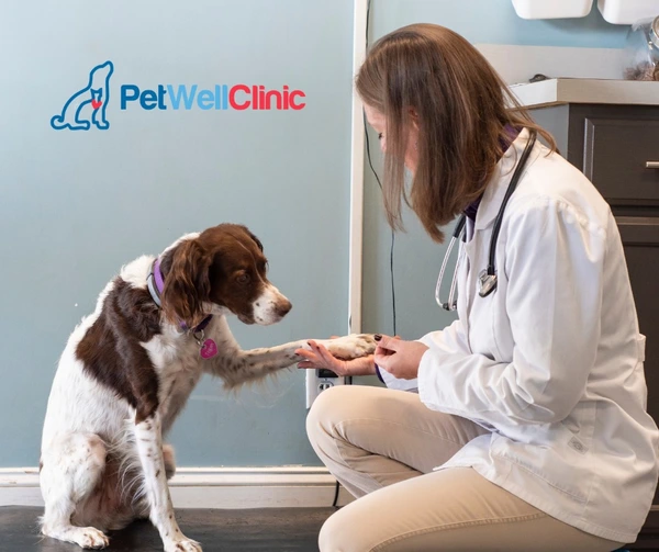 Affordable, Walk-In Veterinary Care for Dogs & Cats