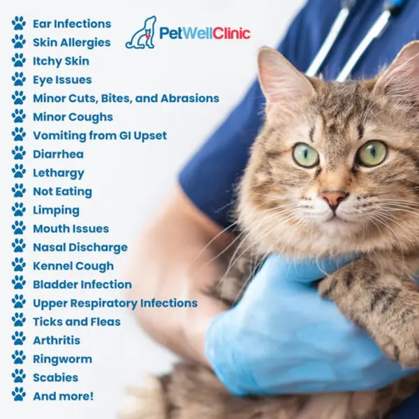 Affordable, Walk-In Veterinary Care for Dogs & Cats