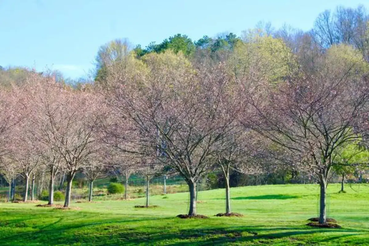 Pittsburgh Sakura Project readies for peak cherry blossom viewing in North Park