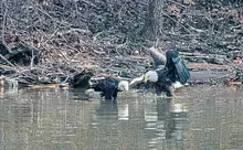 Eaglet hatches from U.S. Steel's Irvin Works nest