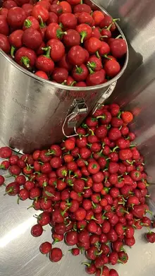 Pittsburgh's first hot sauce festival to blaze a new culinary trail