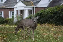 Oakmont council discusses deer population solutions